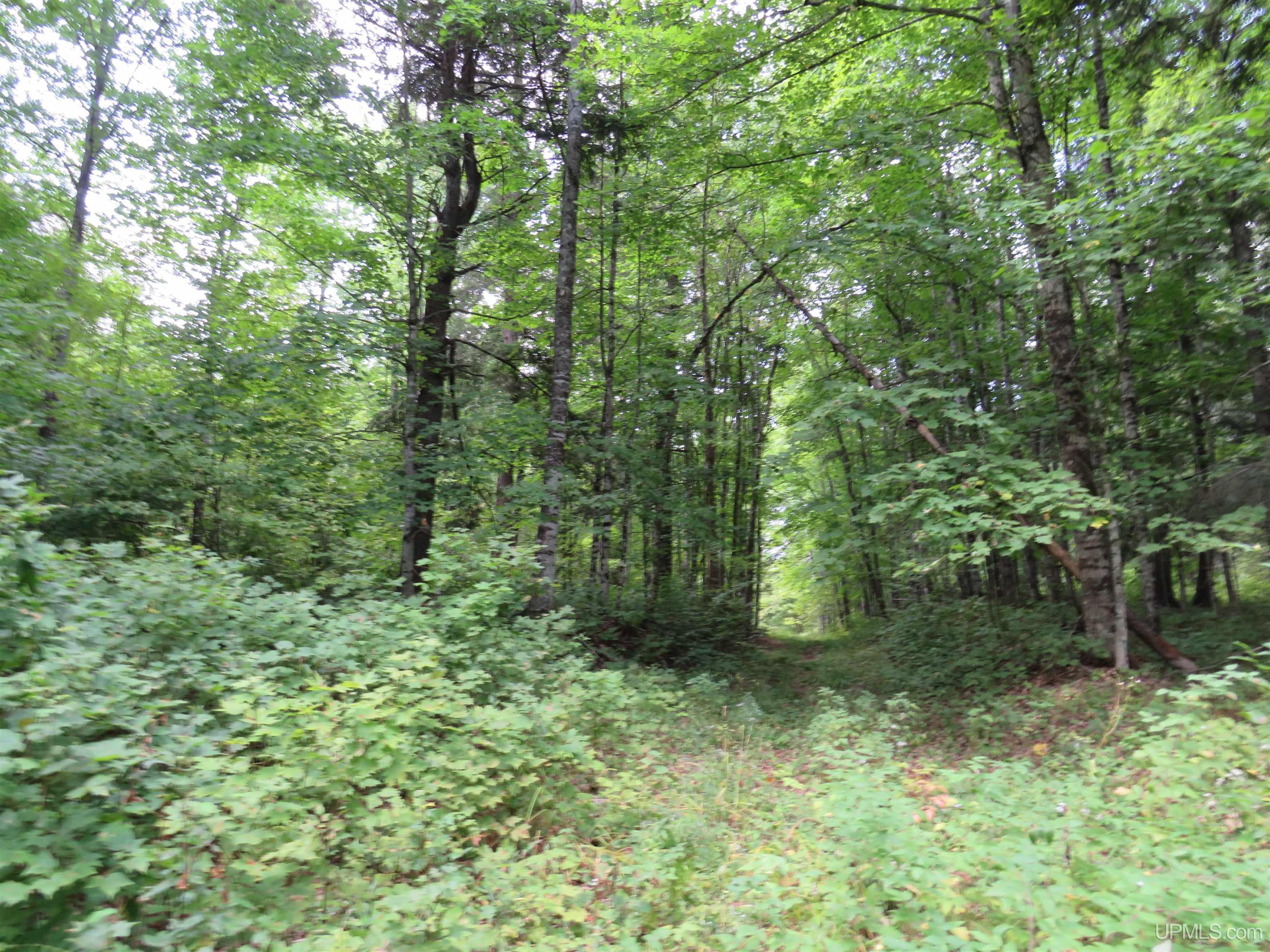 Tbd Black Creek Road Skanee, MI 49962 - Photo 9 of 14