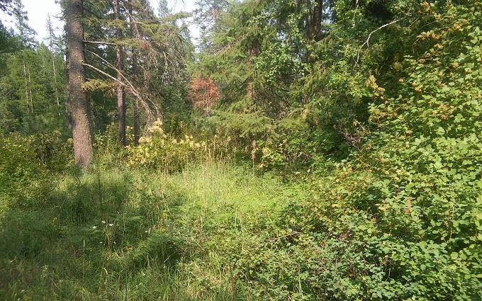 0 Phay Road Elk, WA 99009 - Photo 2 of 6
