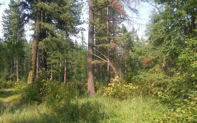 0 Phay Road Elk, WA 99009 - Photo 3 of 6