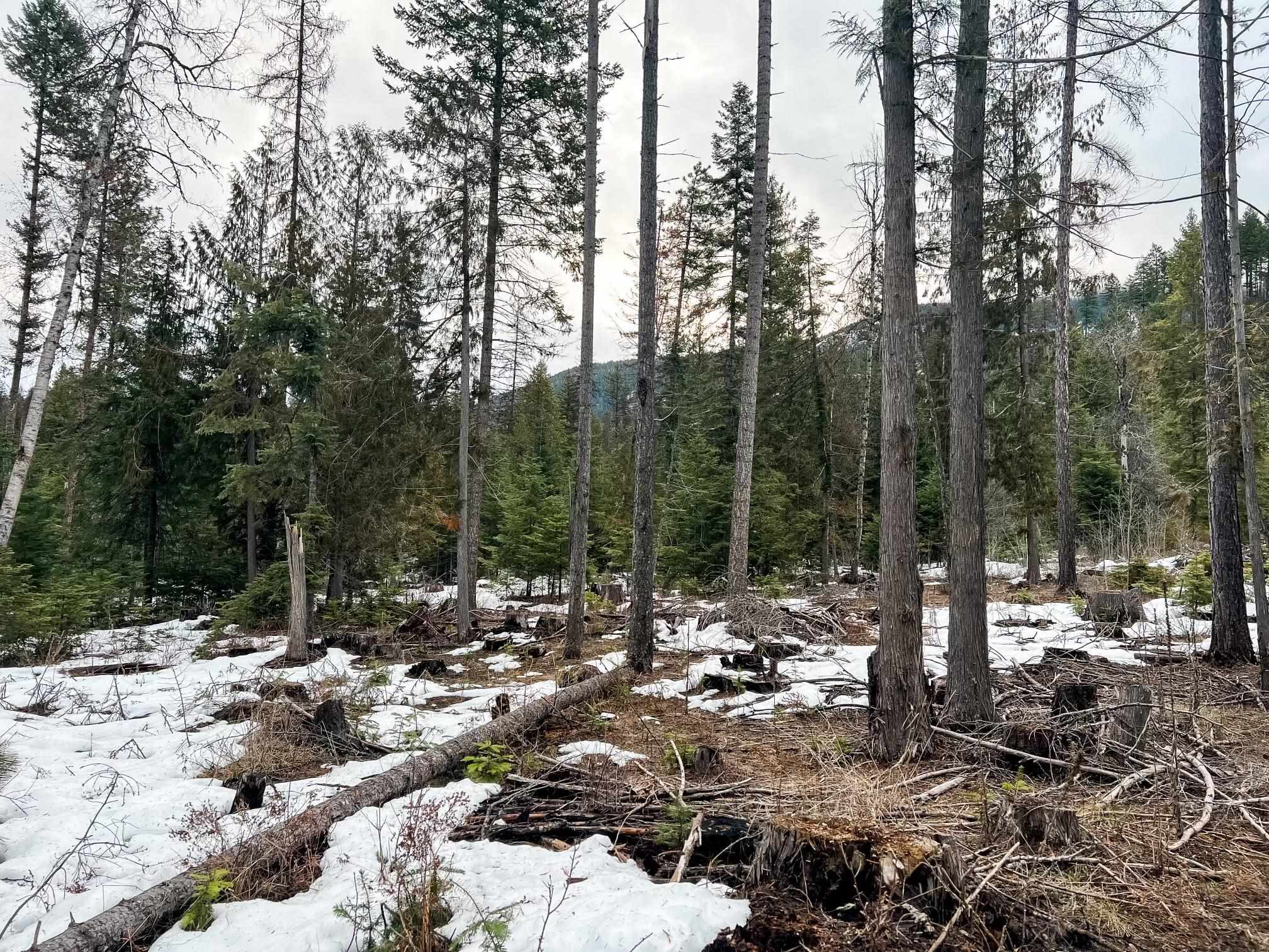 79-x-a Henry Road Colville, WA 99114 - Photo 11 of 15