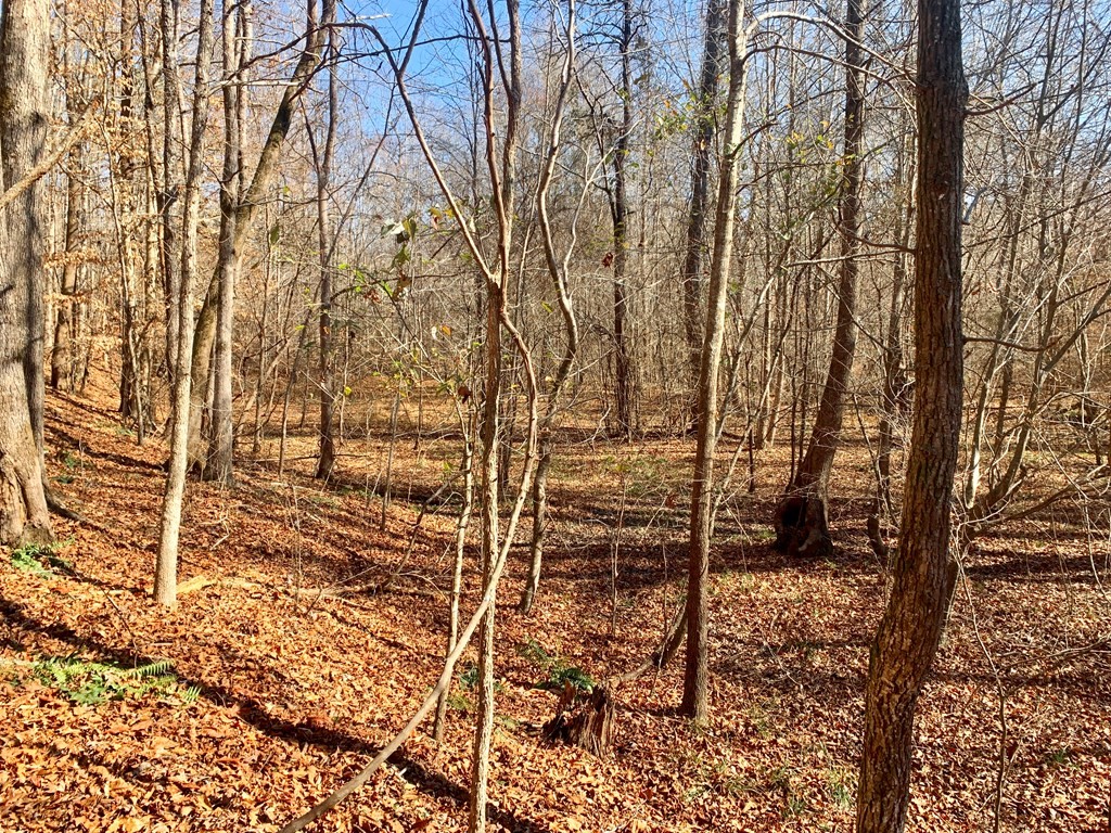 0 Old Calhoun Falls Road Abbeville, SC 29620 - Photo 3 of 11 Gallery Image 3