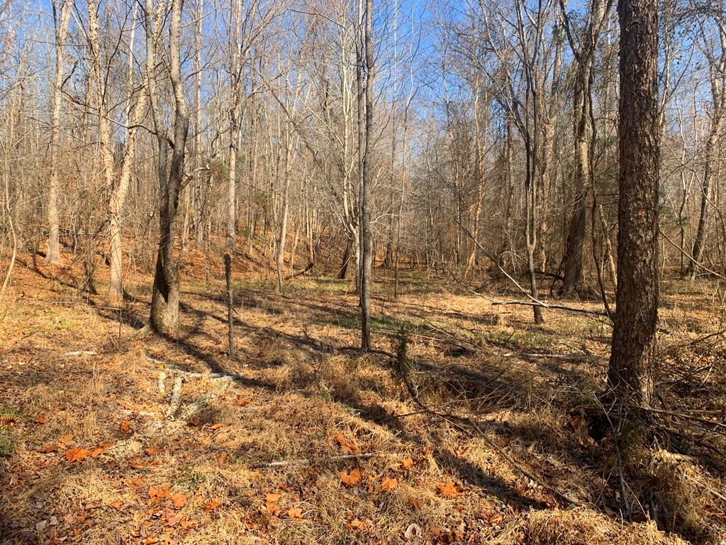 0 Old Calhoun Falls Road Abbeville, SC 29620 - Photo 8 of 11 Gallery Image 8