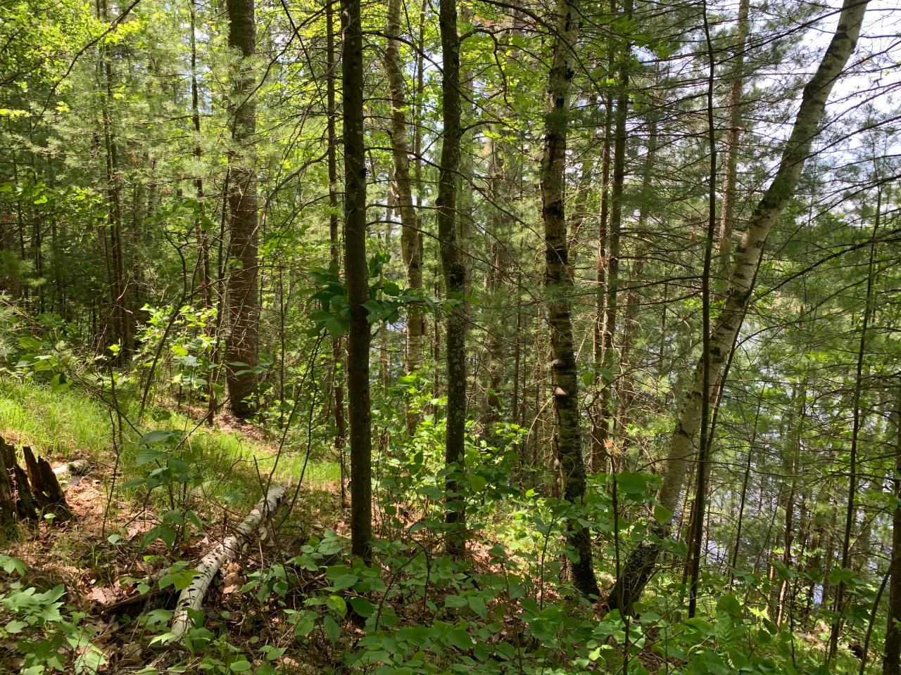 Lot 3 Somo Ridge Drive Tomahawk, WI 54487 - Photo 7 of 12 Gallery Image 7