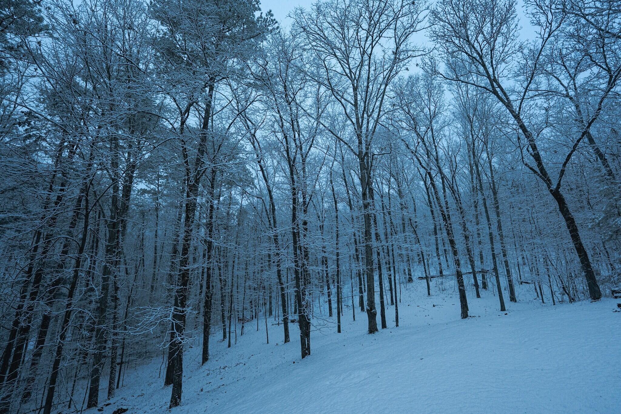 3197 Lower River Road Northwest Georgetown, TN 37336 - Photo 24 of 24 WoodsSnow_MLS