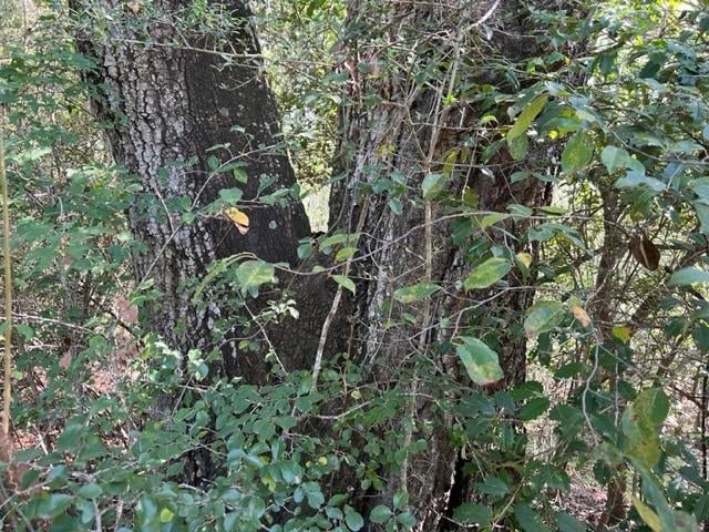 30-ac Union Grove Road Opp, AL 36467 - Photo 18 of 25 Gallery Image 18