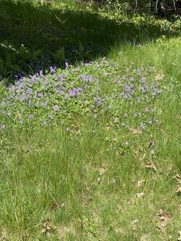 140 South Shaker Road Harvard, MA 01451 - Photo 33 of 38 a view of a garden with a tree