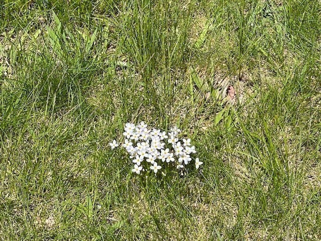 140 South Shaker Road Harvard, MA 01451 - Photo 36 of 38 a close up of a plant
