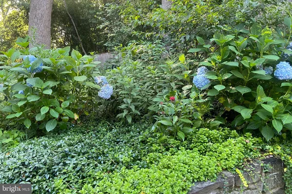 a view of a plant in a garden