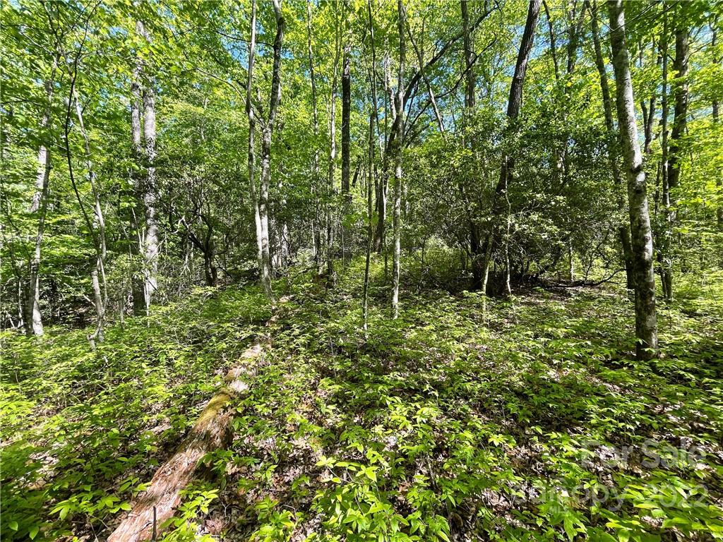 0 Big Branch Road, Unit 53 Brevard, NC 28712 - Photo 12 of 18 Gallery Image 12