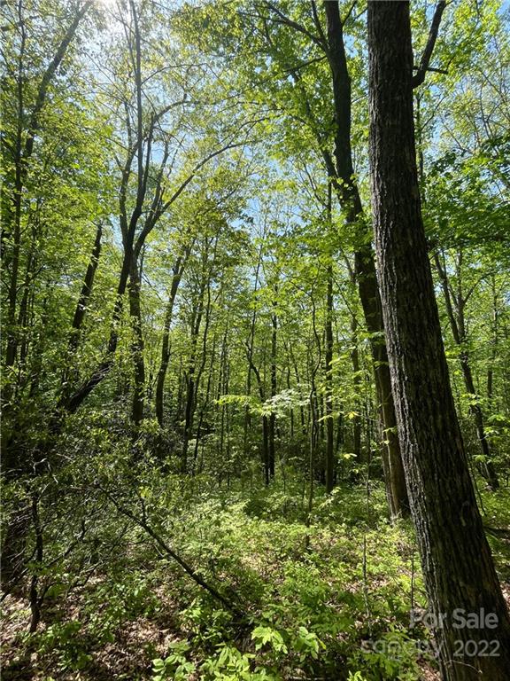 0 Big Branch Road, Unit 53 Brevard, NC 28712 - Photo 16 of 18 Gallery Image 16