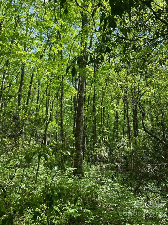 0 Big Branch Road, Unit 53 Brevard, NC 28712 - Photo 18 of 18 Gallery Image 18