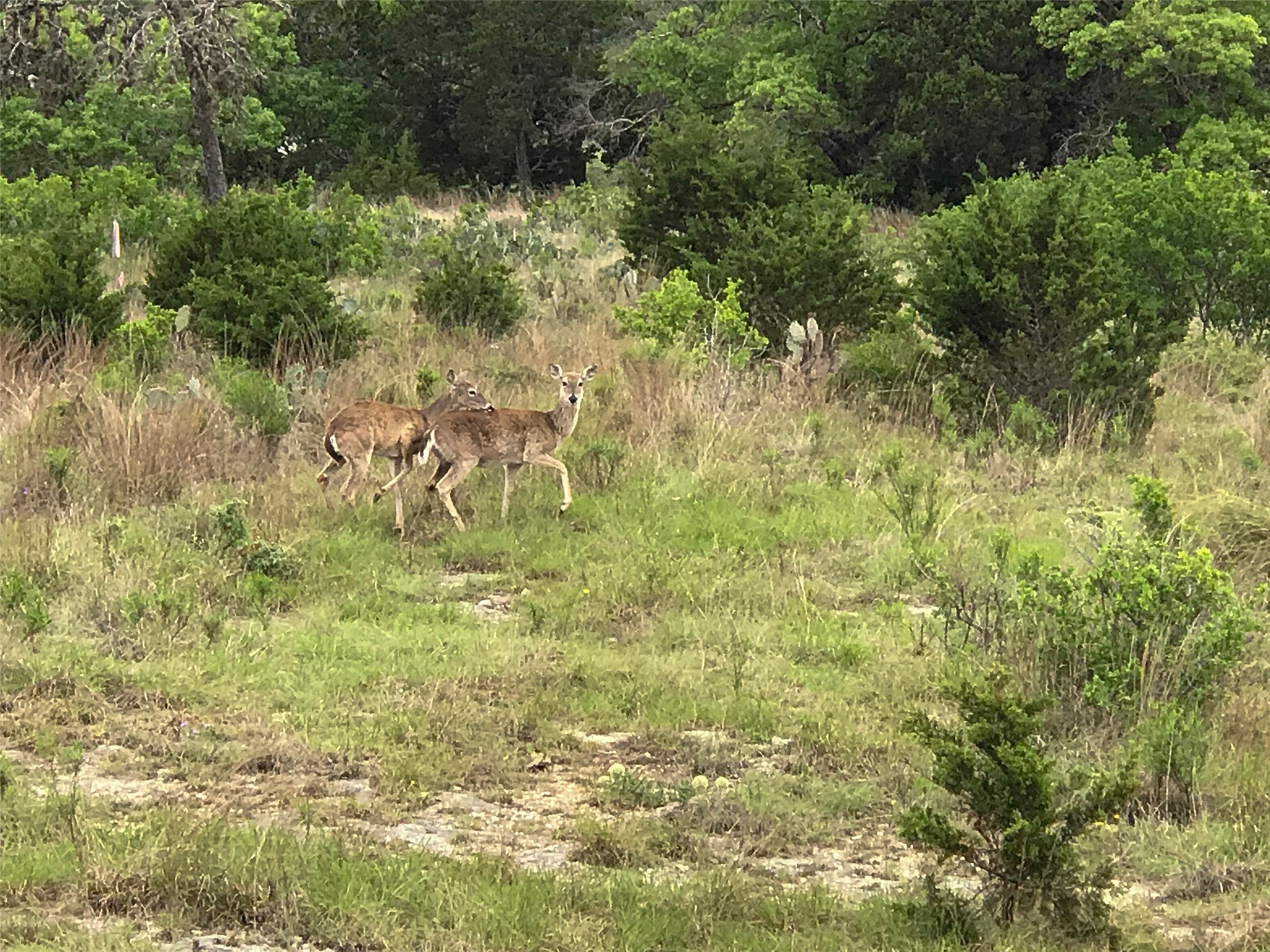 113 Enigma Avenue Spring Branch, TX 78070 - Photo 4 of 6