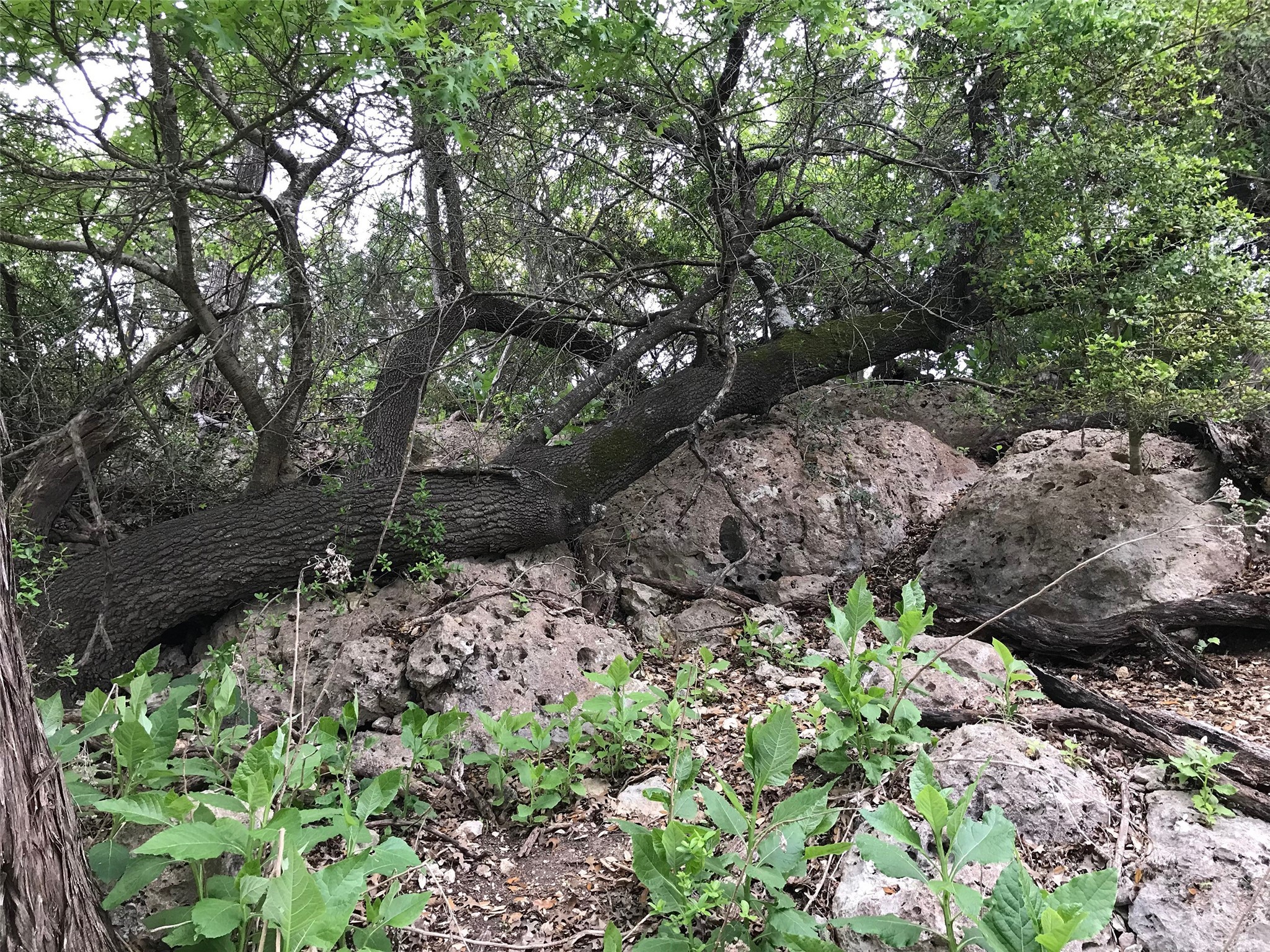 113 Enigma Avenue Spring Branch, TX 78070 - Photo 5 of 6