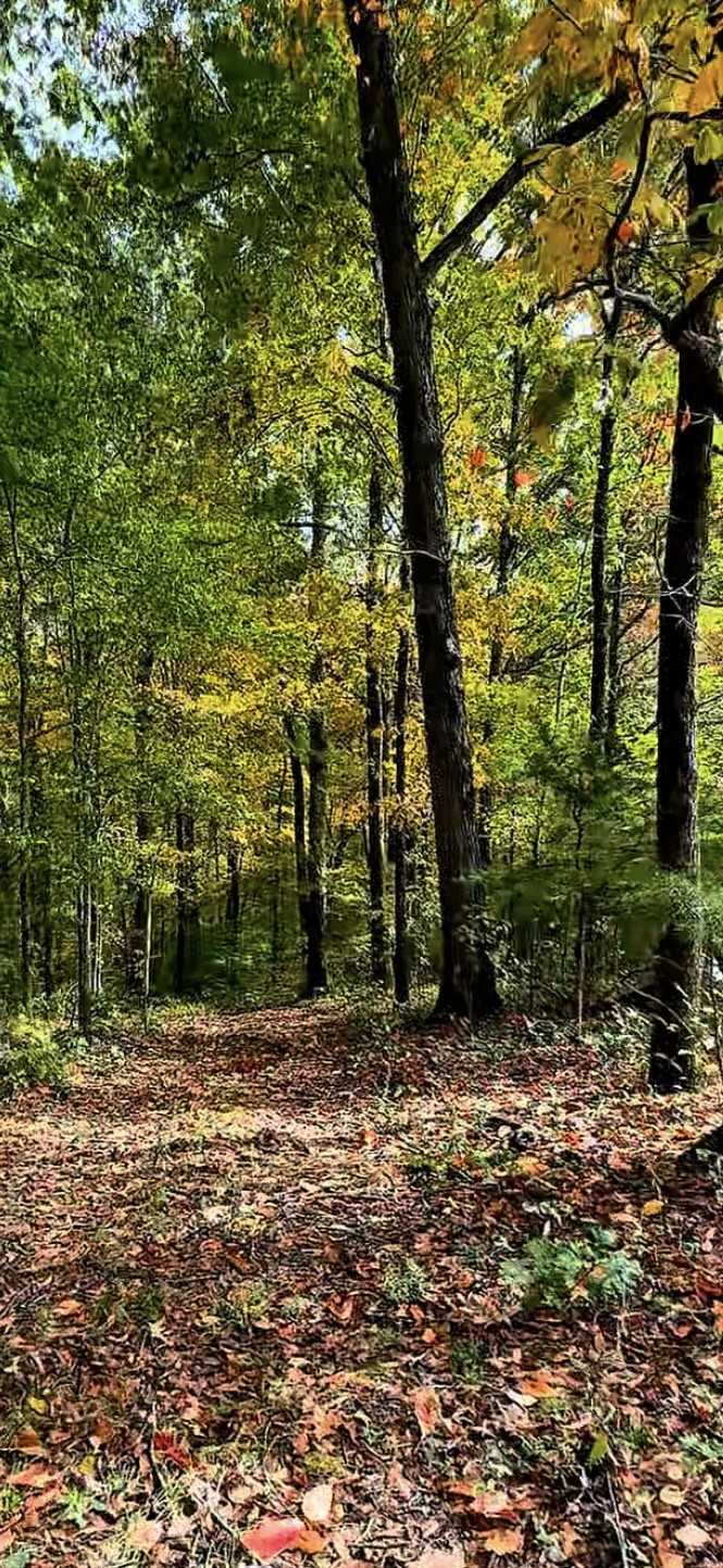 1165 Mt Pleasant Road Kingston Springs, TN 37082 - Photo 7 of 8 a view of outdoor space with lots of trees