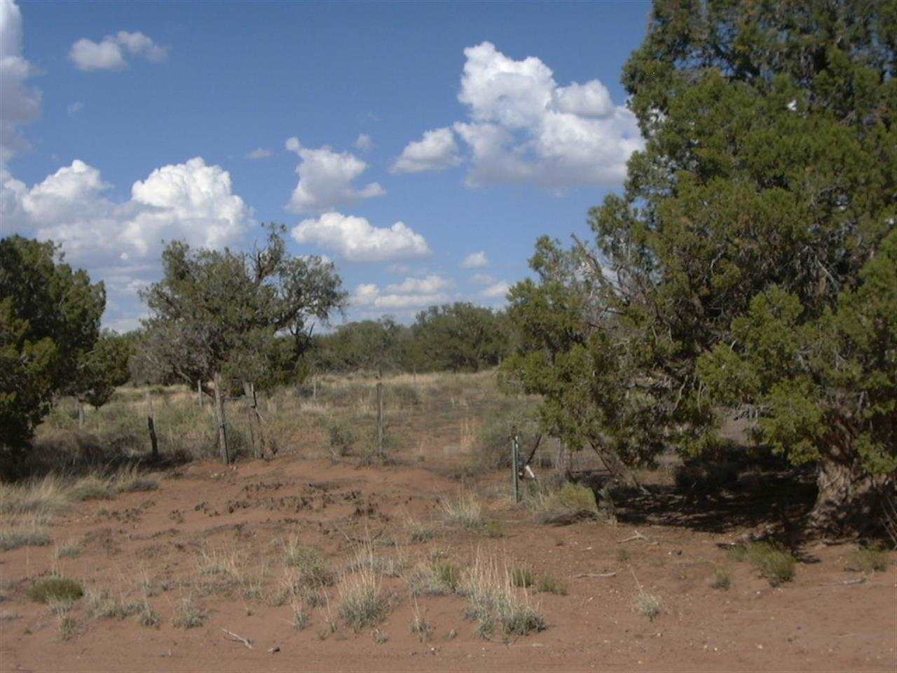 5366 Longhorn Road Snowflake, AZ 85937 - Photo 22 of 29 a view of a dry yard with trees