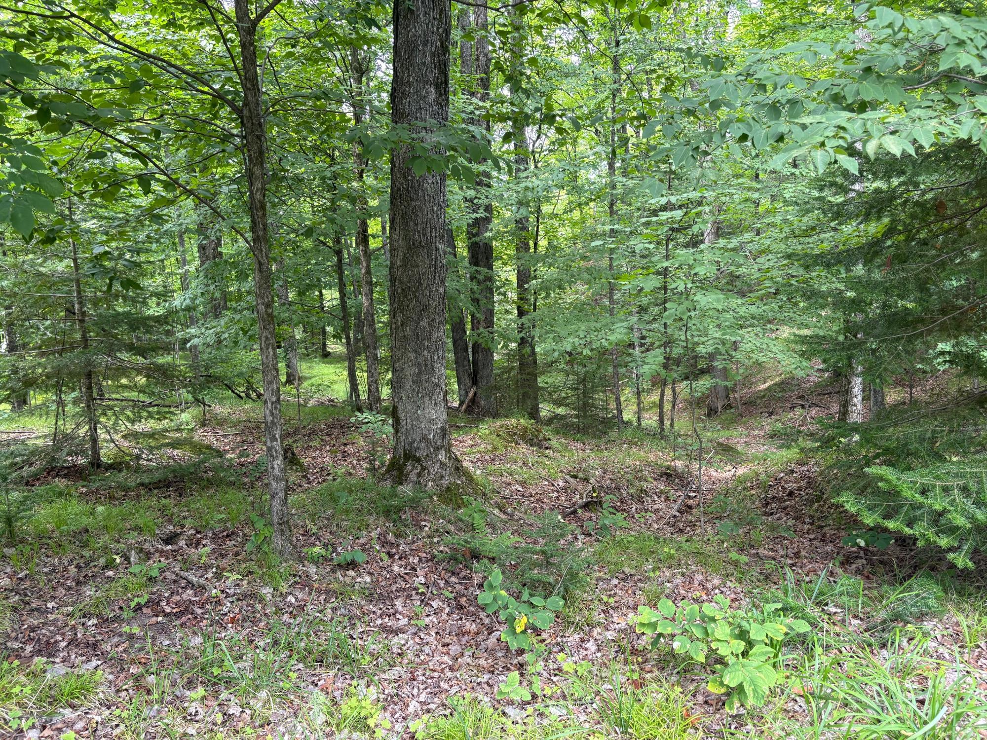 30-acres East Oneida Lane Rhinelander, WI 54501 - Photo 7 of 21 Gallery Image 7