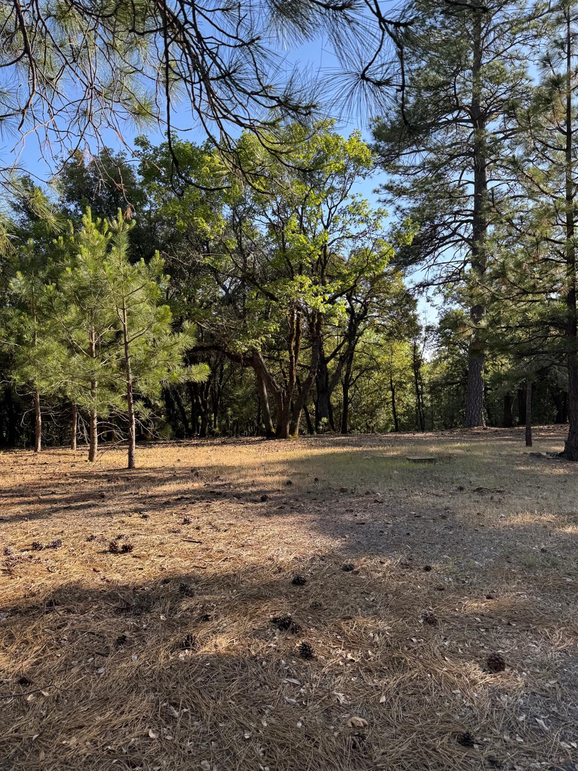 14577 Andrews Road Pine Grove, CA 95665 - Photo 11 of 37 a view of a yard with a tree