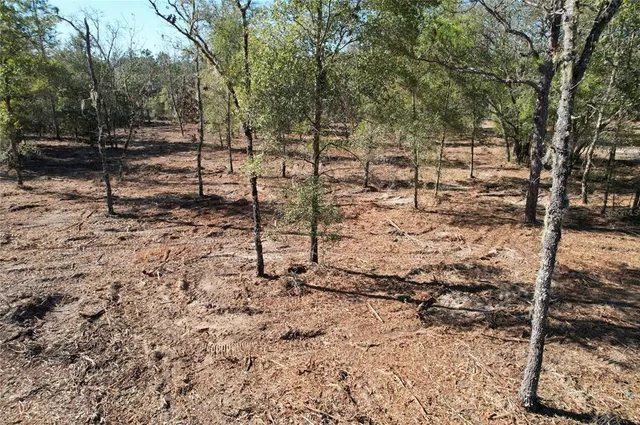 a view of a backyard with trees