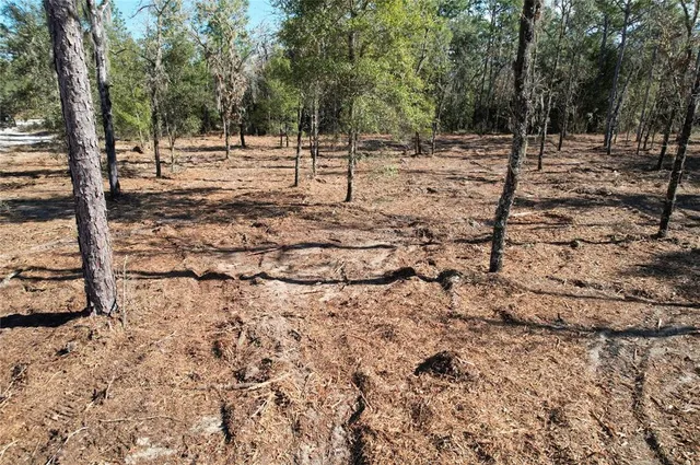 a view of a forest with a tree