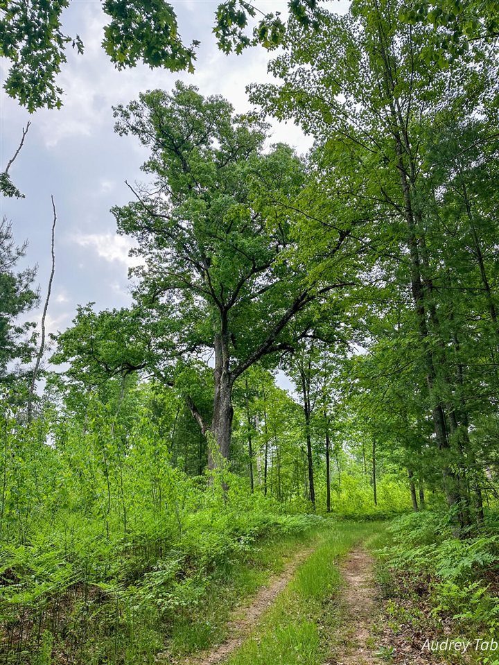 0 Millerton Road Scottville, MI 49454 - Photo 4 of 12