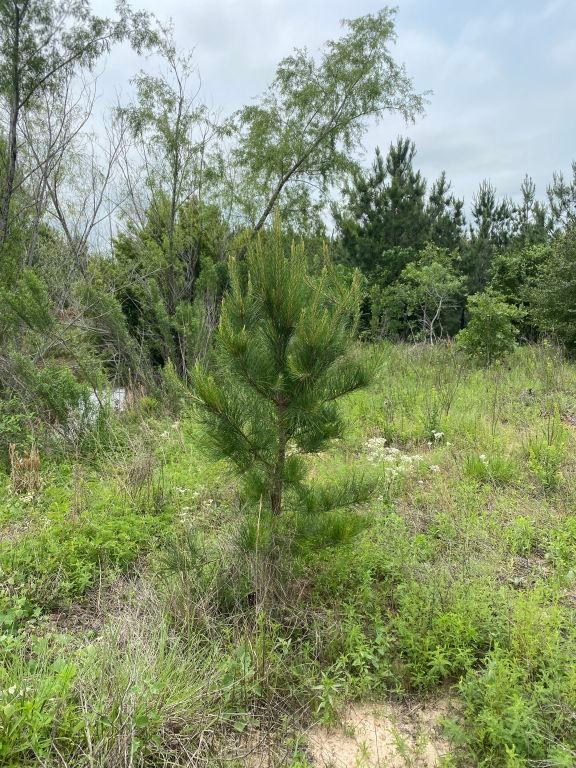 538 Cottle Town Road Smithville, TX 78957 - Photo 31 of 38 a view of a lush green forest with large trees