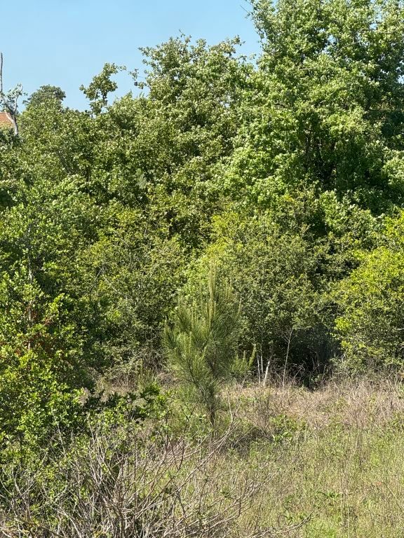 538 Cottle Town Road Smithville, TX 78957 - Photo 32 of 38 a view of a forest with a tree