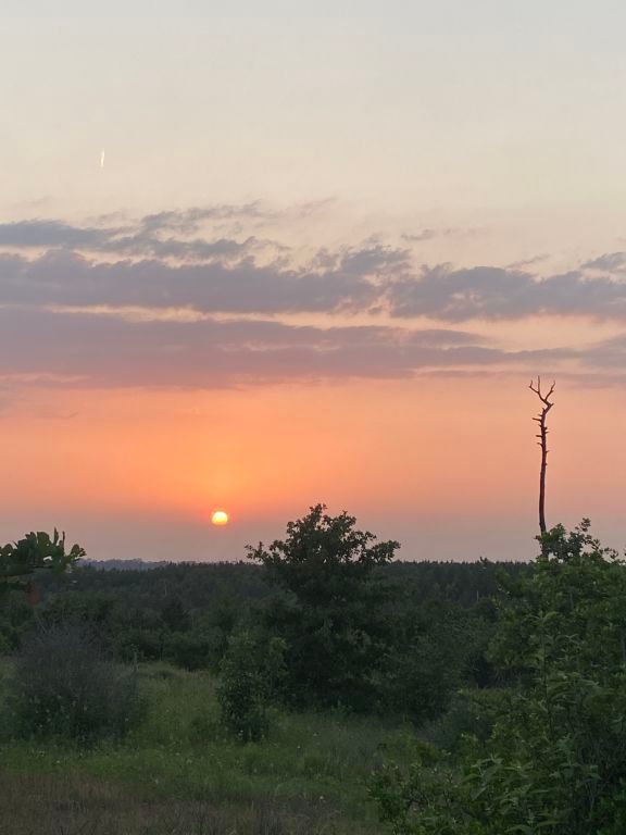 538 Cottle Town Road Smithville, TX 78957 - Photo 38 of 38 a view of a lake in middle of forest