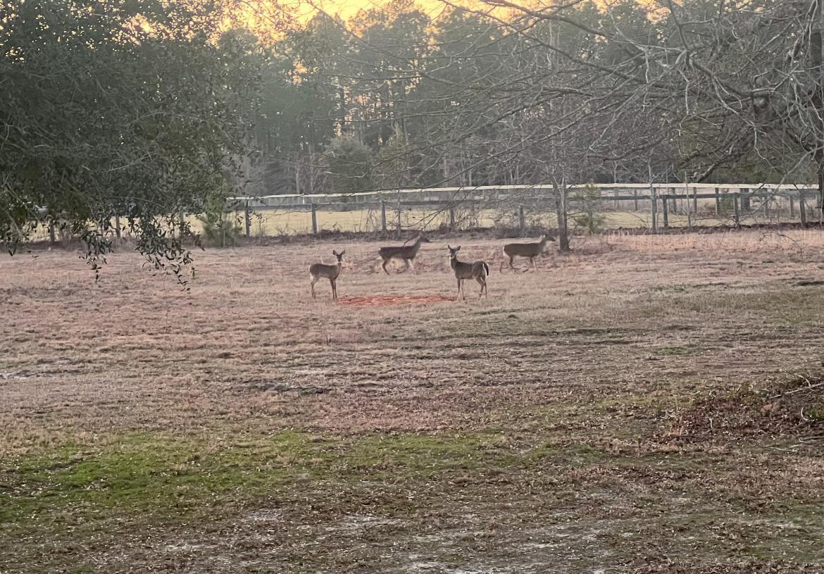 657 Tolt Trail Aiken, SC 29801 - Photo 40 of 55 tolt deer