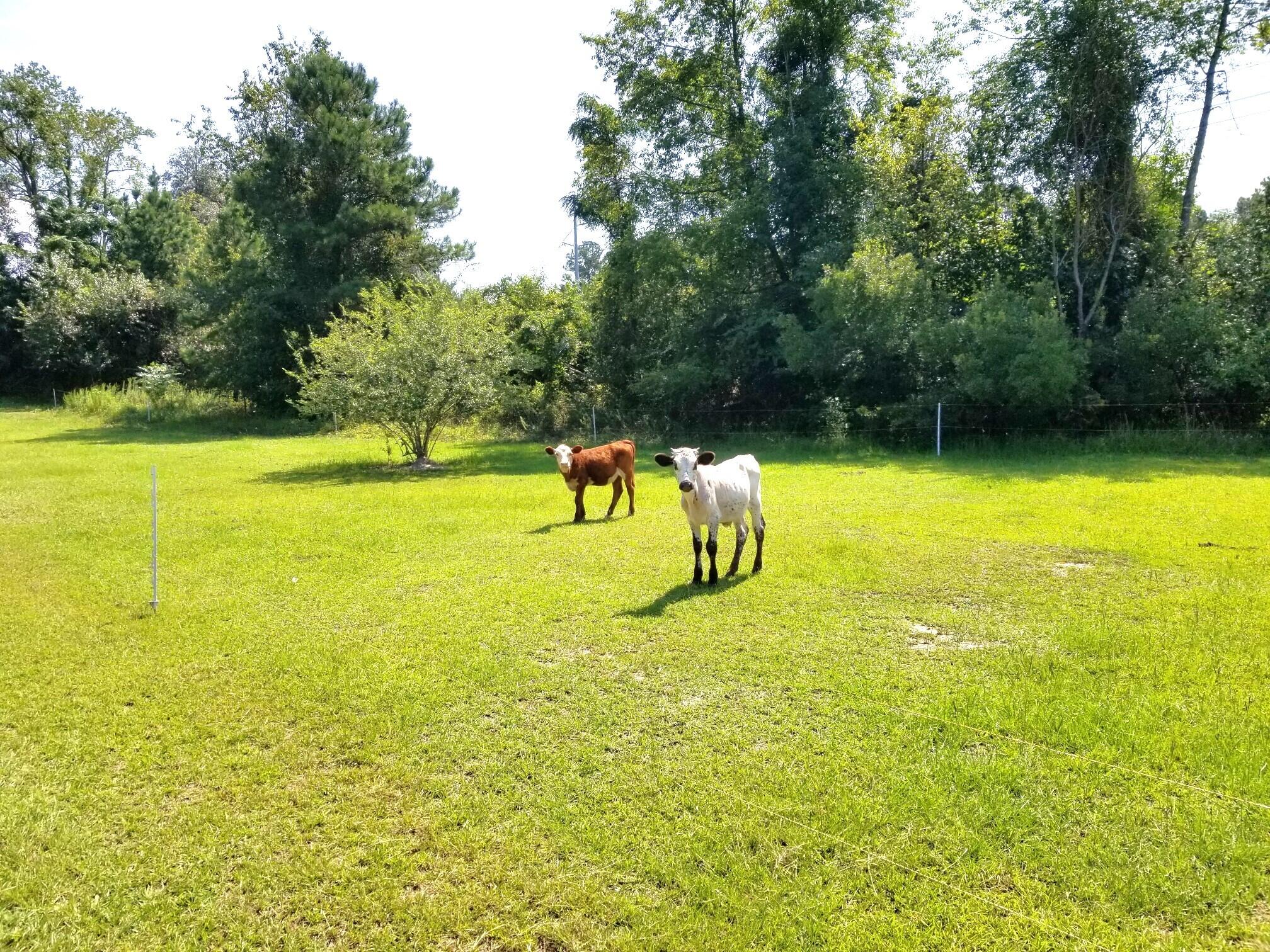 182 State Rd S-9-155 St. Matthews, SC 29135 - Photo 8 of 26 20240820_113603_resized_2