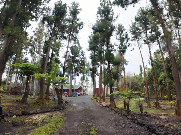 a view of a park with large trees