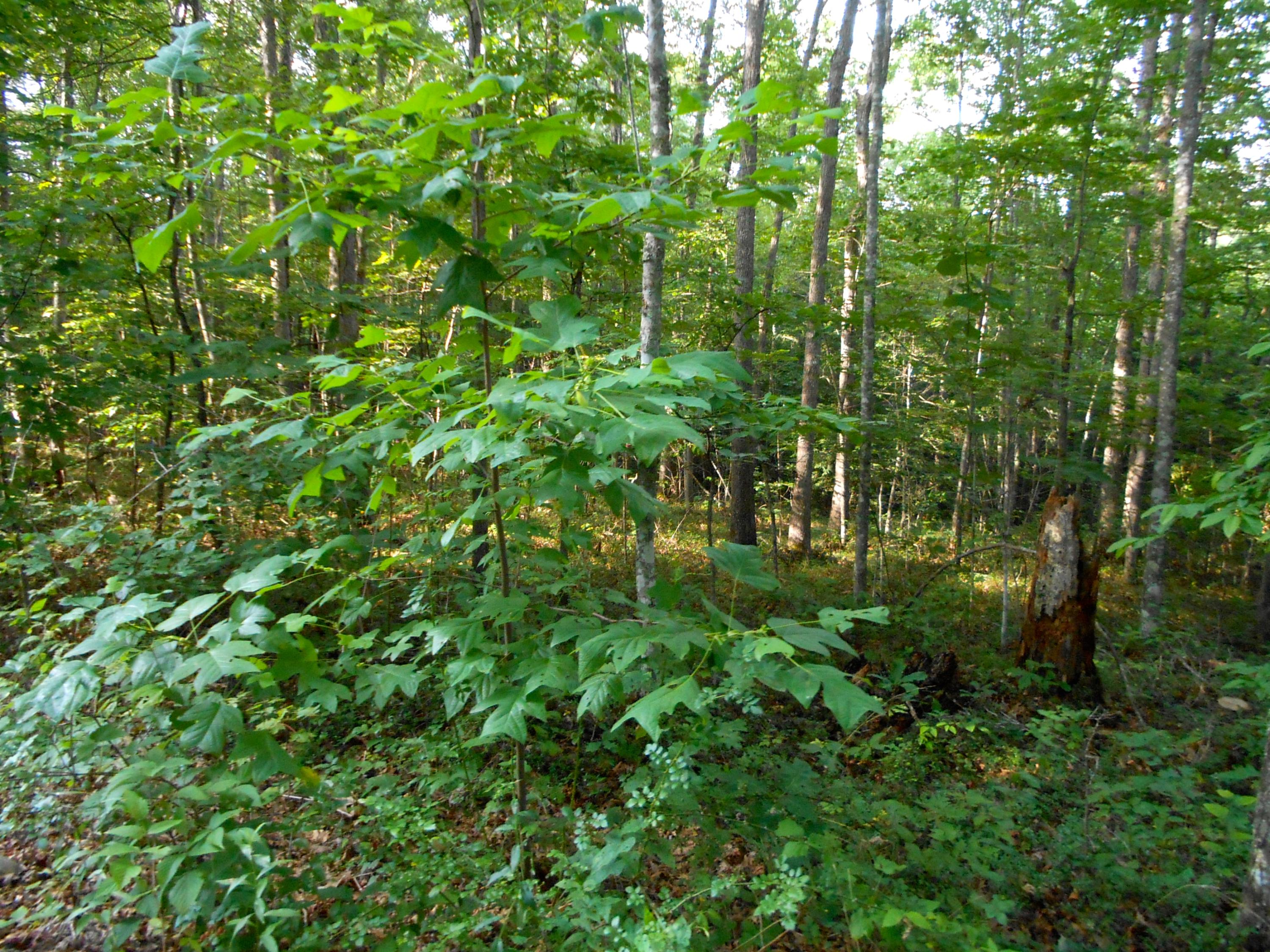 Valley Ridge Road Jamestown, TN 38556 - Photo 7 of 35 DSCN8872