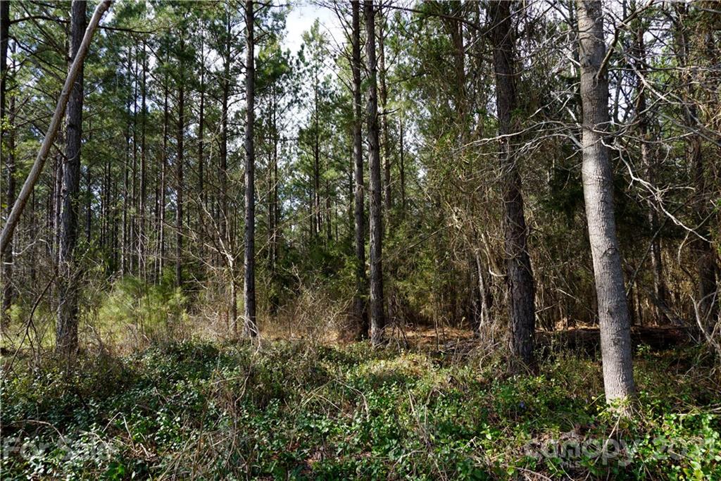 7 Old Columbia Road, Unit A Chester, SC 29706 - Photo 8 of 23 a view of forest