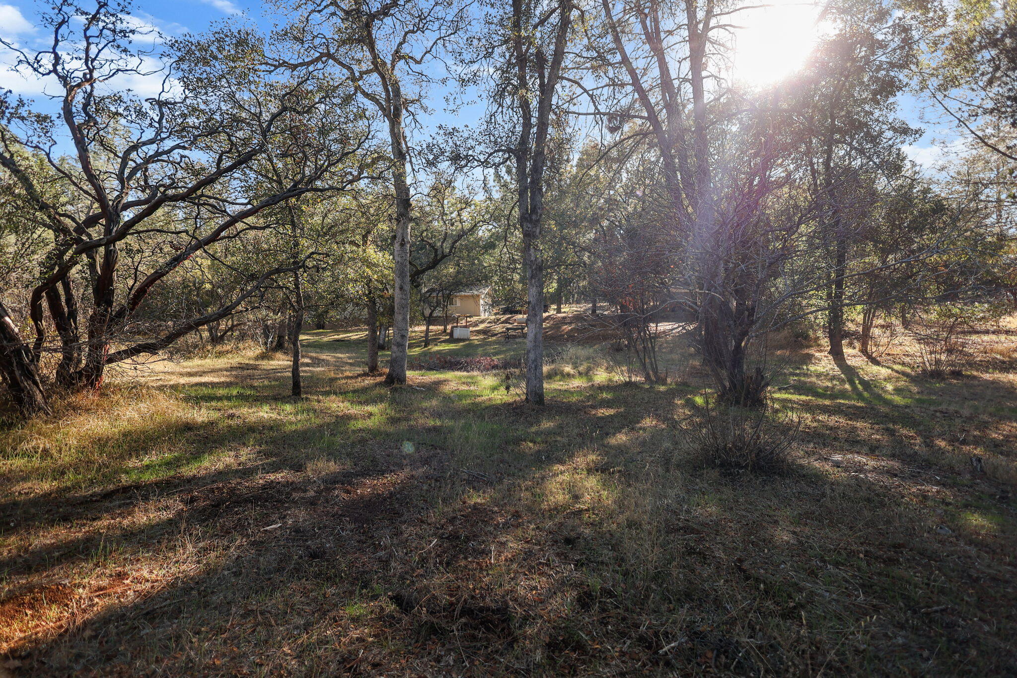 28424 Alpine Way Shingletown, CA 96088 - Photo 30 of 42 a view of yard with trees