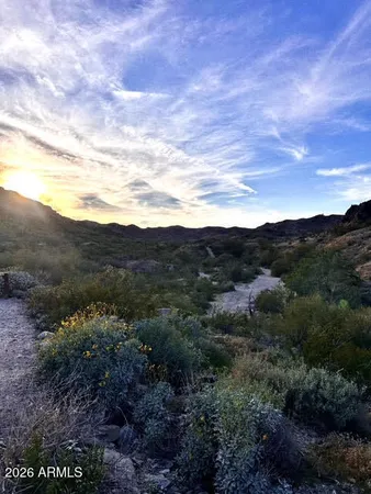 a view of a lot of trees and bushes