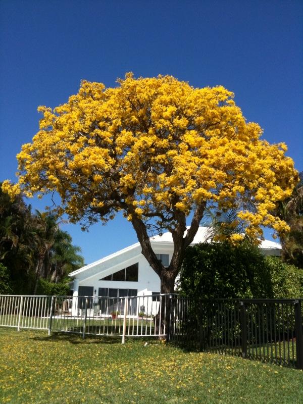 20562 Sausalito Drive Boca Raton, FL 33498 - Photo 8 of 8 Ipe amarelo-sausalito dr-photo