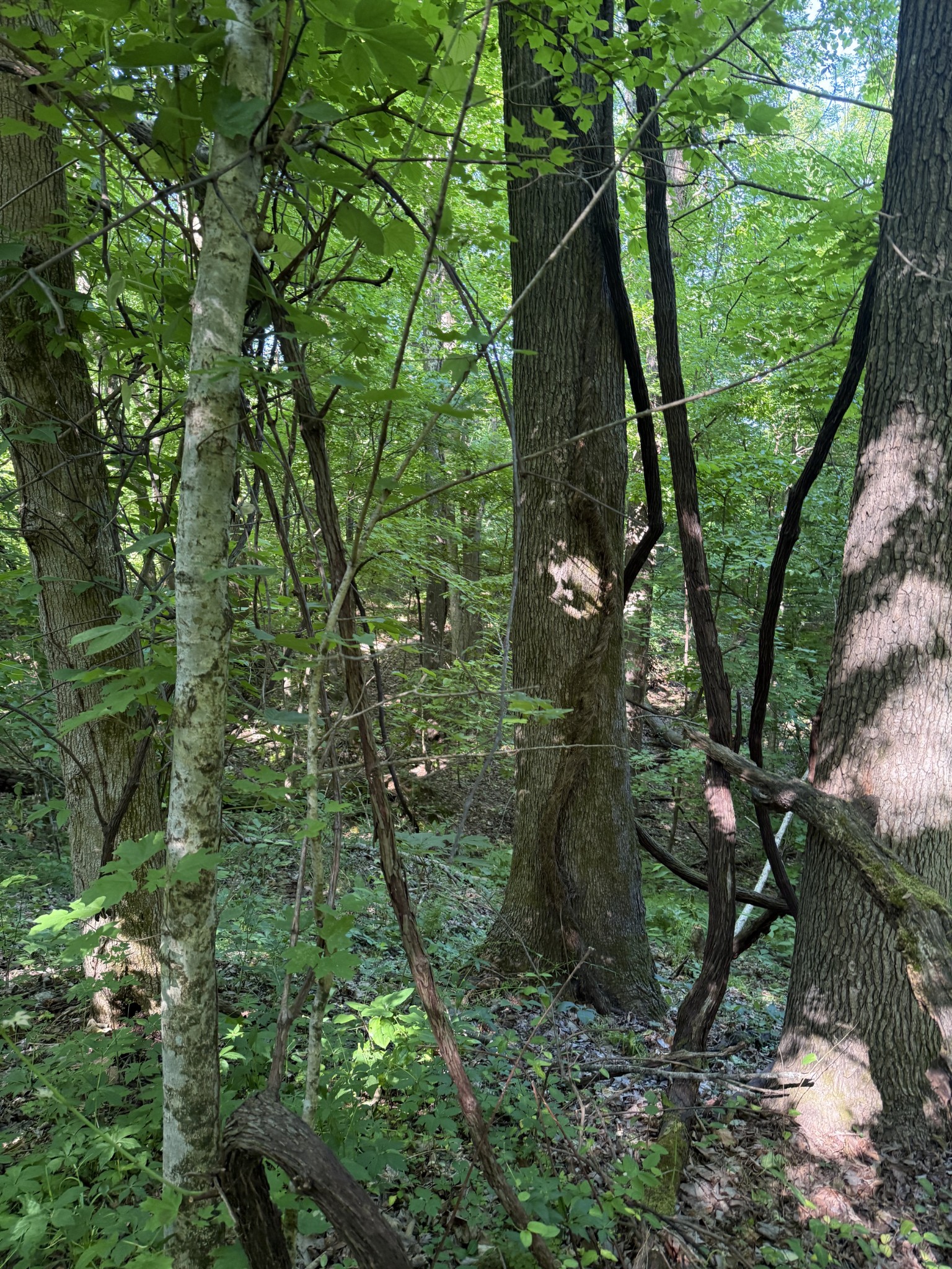 0 West Crigger Road Millington, TN 38053 - Photo 4 of 9