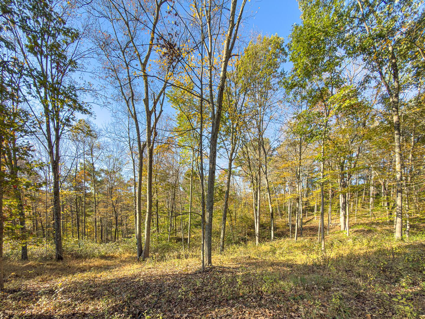 0 Chase Road Albany, OH 45710 - Photo 19 of 37 Chase Rd-19