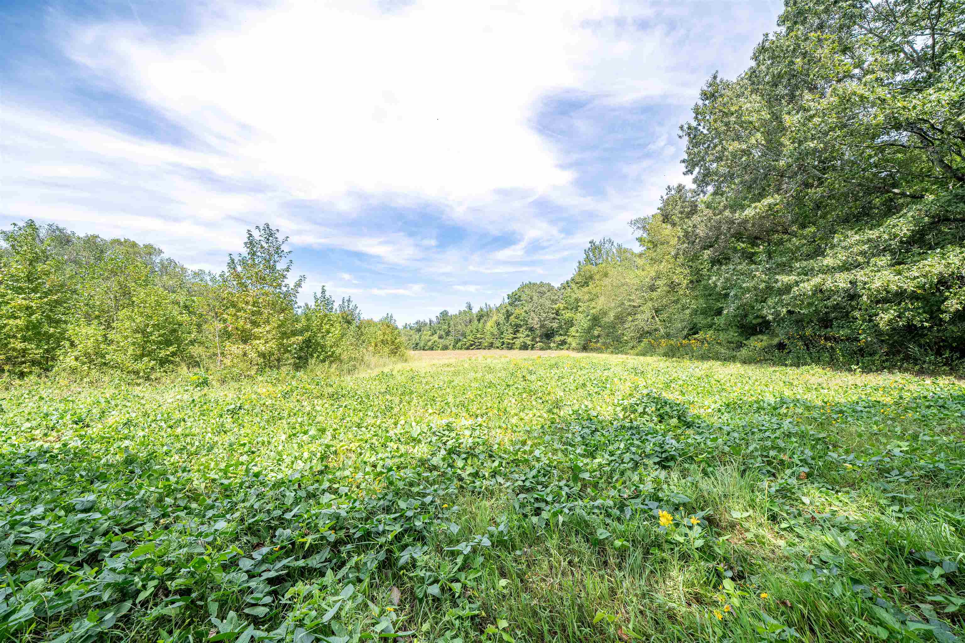 1485 Walton Road Bolivar, TN 38008 - Photo 11 of 23 View of tree filled area