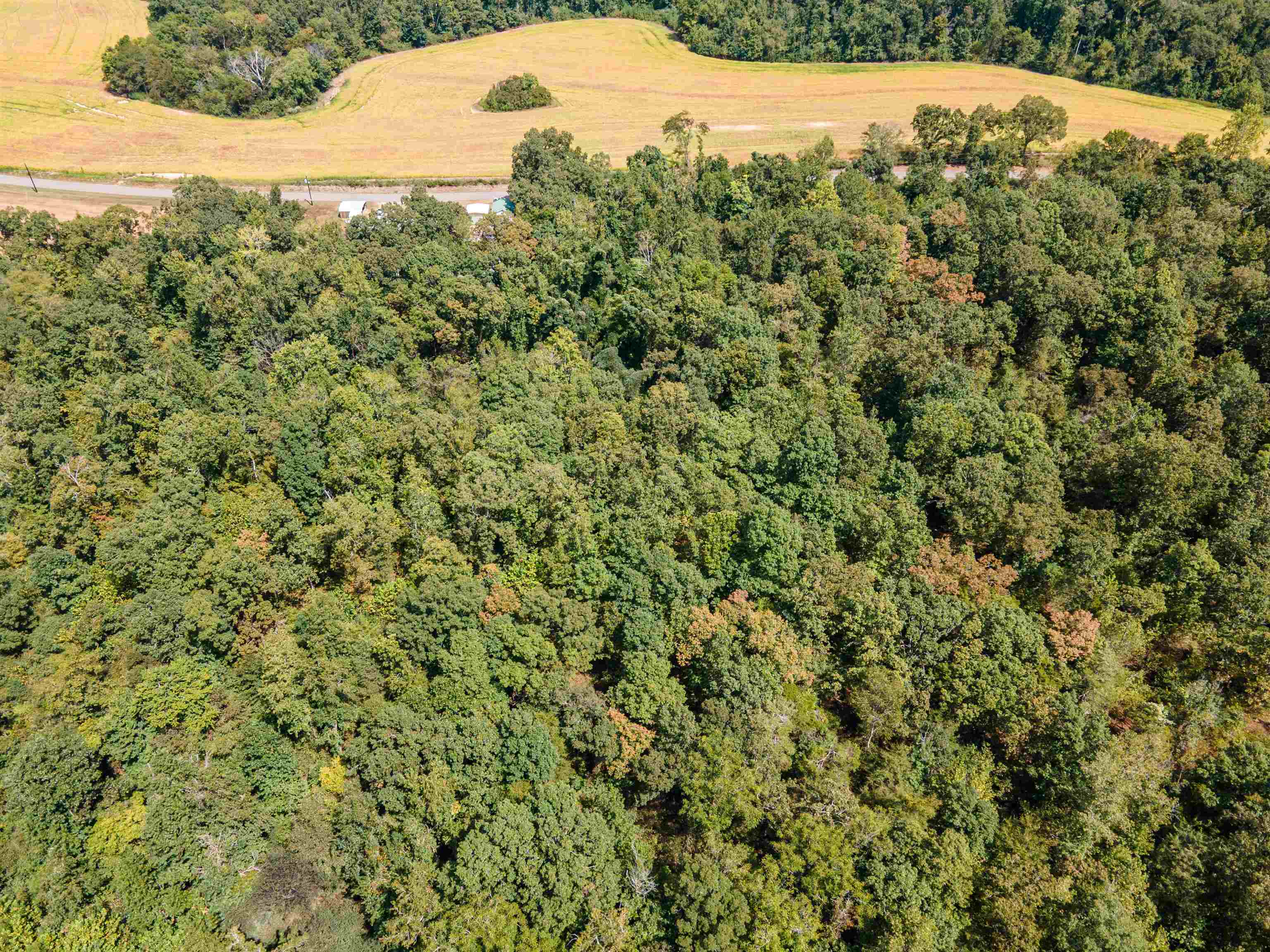 1485 Walton Road Bolivar, TN 38008 - Photo 20 of 23 a view of a forest with a street