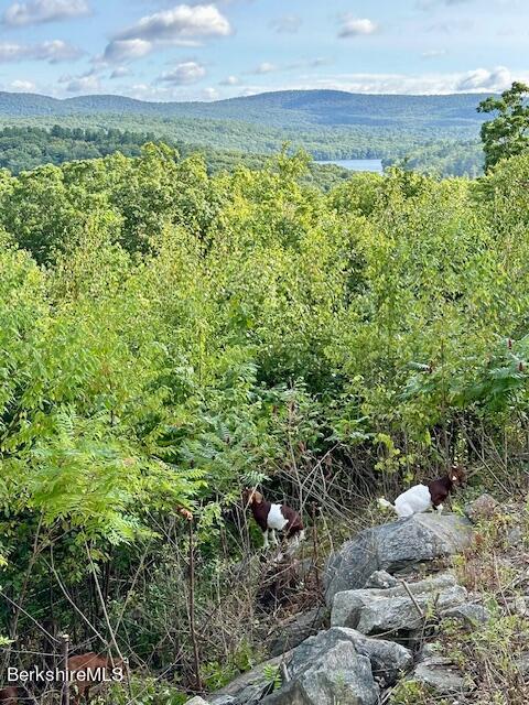 26 A Stonebridge Way Tyringham, MA 01238 - Photo 41 of 74 IMG_7785