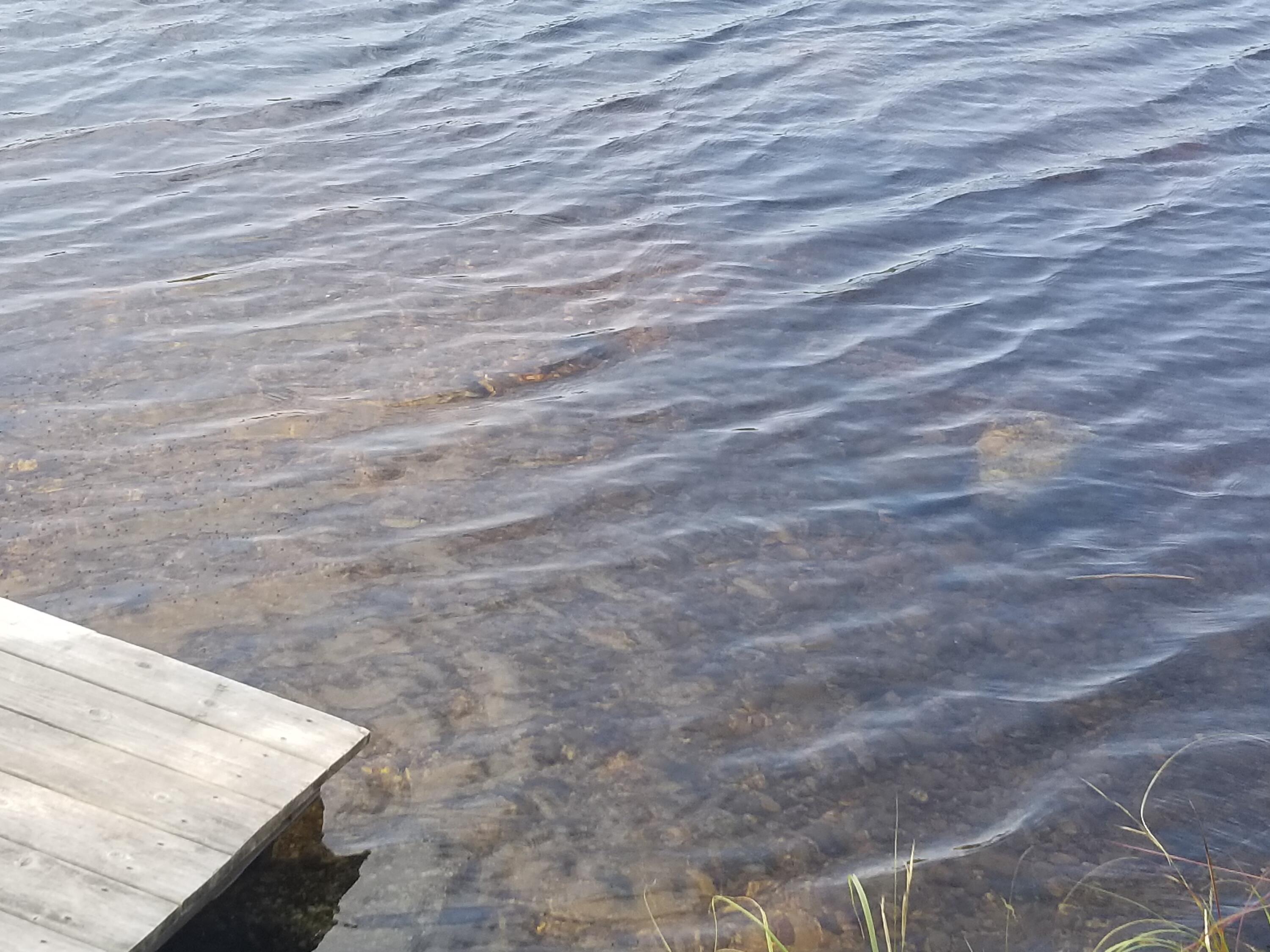 329 Webb Big Pond Road Eastbrook, ME 04634 - Photo 51 of 51 20210912_132807