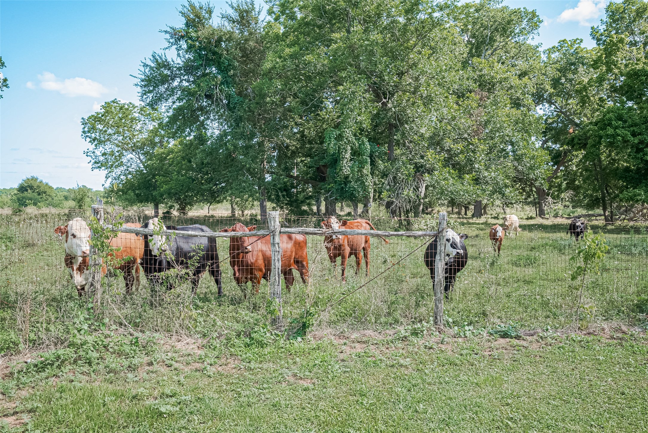 a view of a lush green park