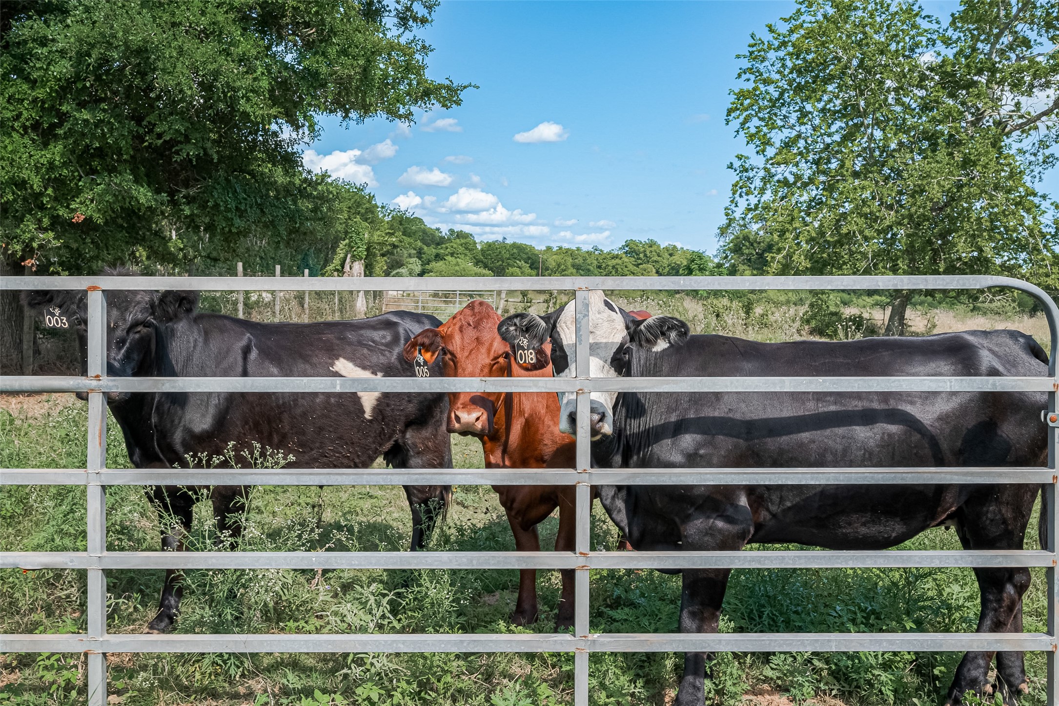 2511 Hartwell Road Brookshire, TX 77423 - Photo 13 of 40 a view of a wooden deck