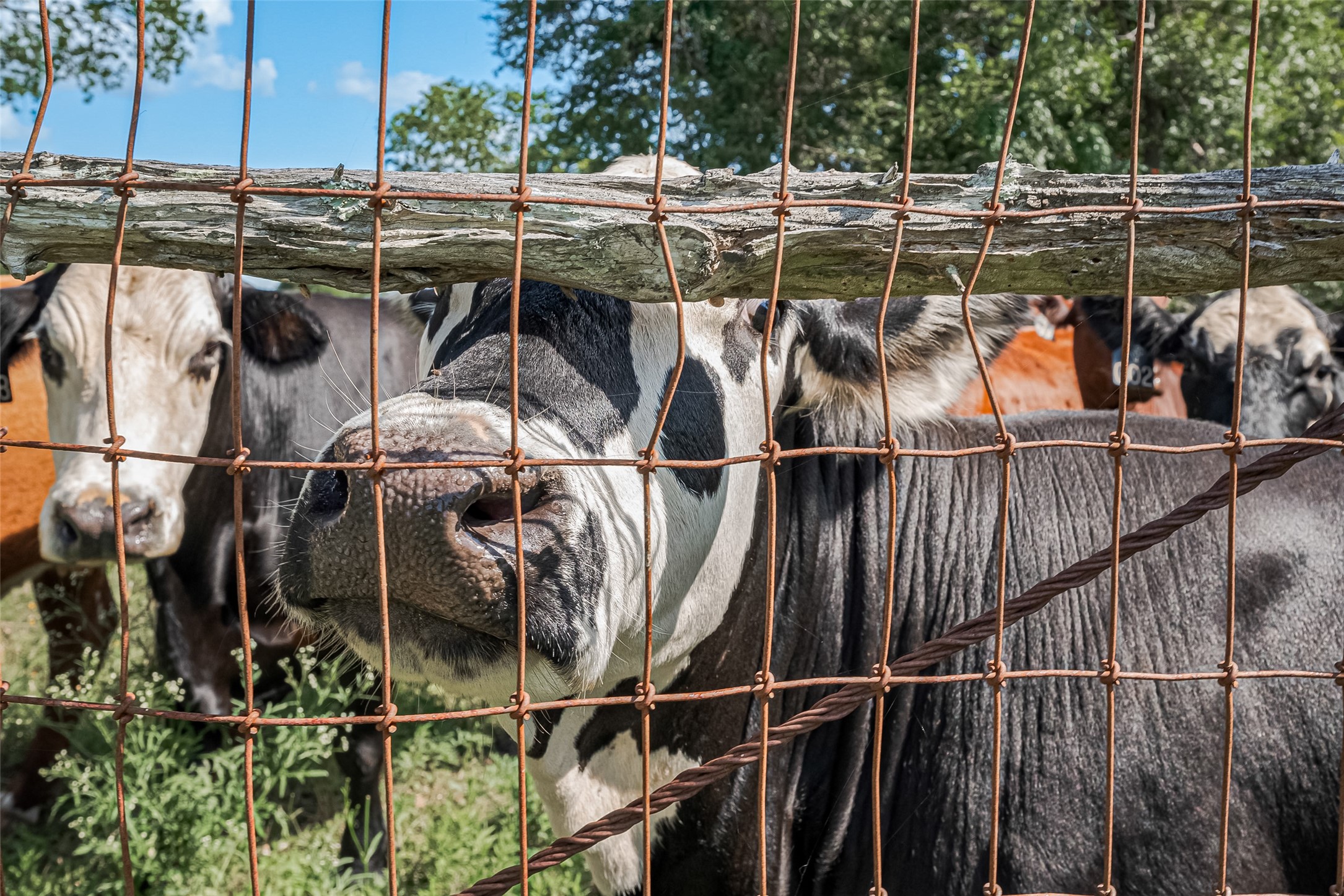 2511 Hartwell Road Brookshire, TX 77423 - Photo 15 of 40 a view of a house with a backyard