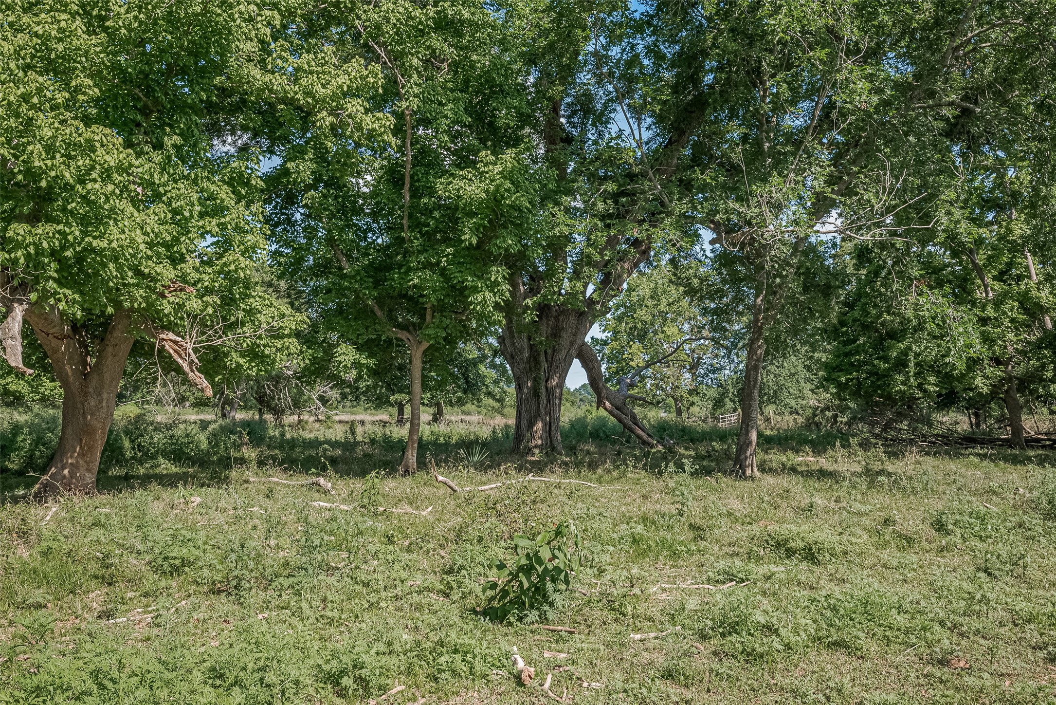 2511 Hartwell Road Brookshire, TX 77423 - Photo 17 of 40 a big yard with lots of green space and deers