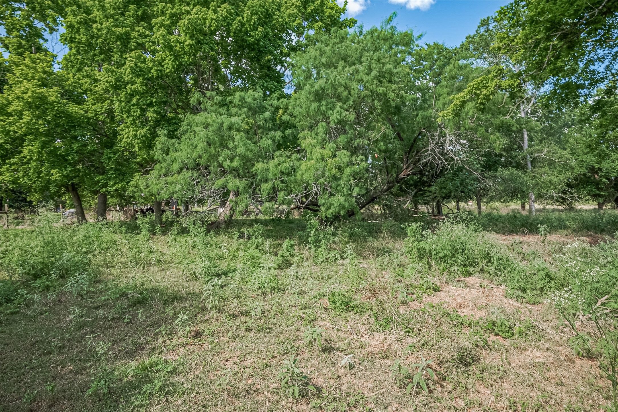 2511 Hartwell Road Brookshire, TX 77423 - Photo 25 of 40 a big yard with lots of green space and deers
