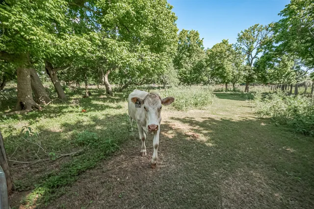 a view of a yard with a tree