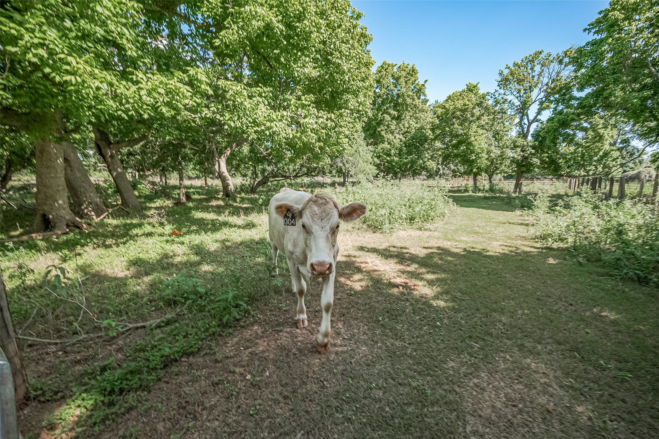 2511 Hartwell Road Brookshire, TX 77423 - Photo 29 of 40 a backyard of a house with lots of green space