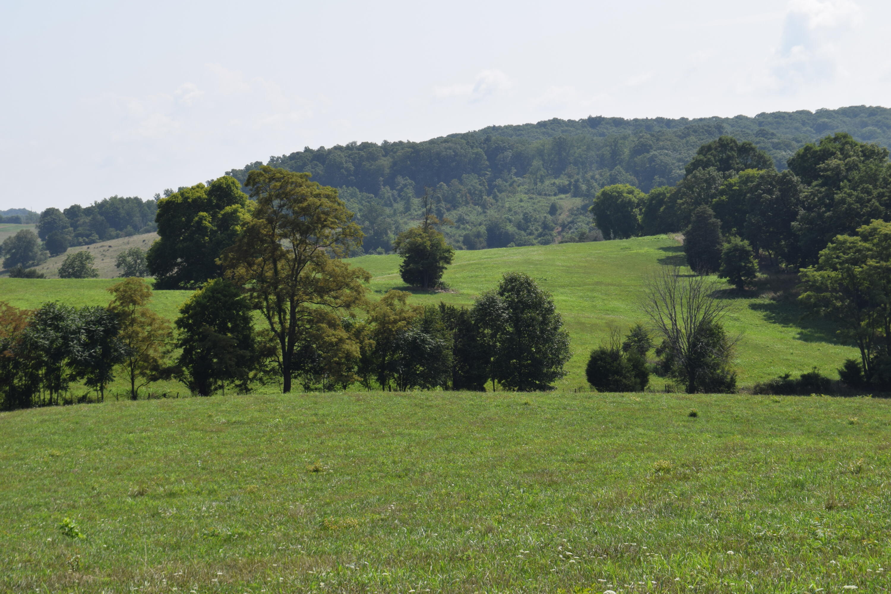 1414 Shinbone Road Russellville, TN 37860 - Photo 22 of 37 DSC_0120