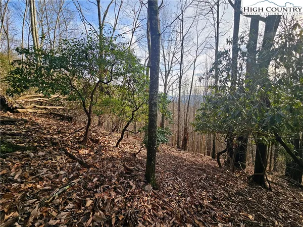 a view of a forest filled with trees